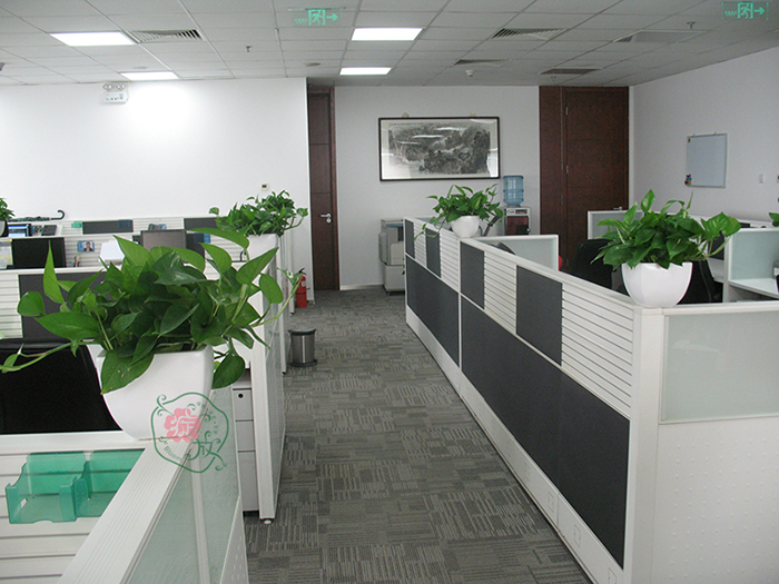 办公室装修摆放什么绿色植物好？